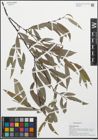 Foto von Salix daphnoides Vill.